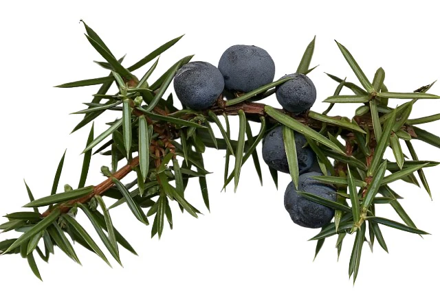Carnevale Juniper Berries Whole (1kg) | Wholesale